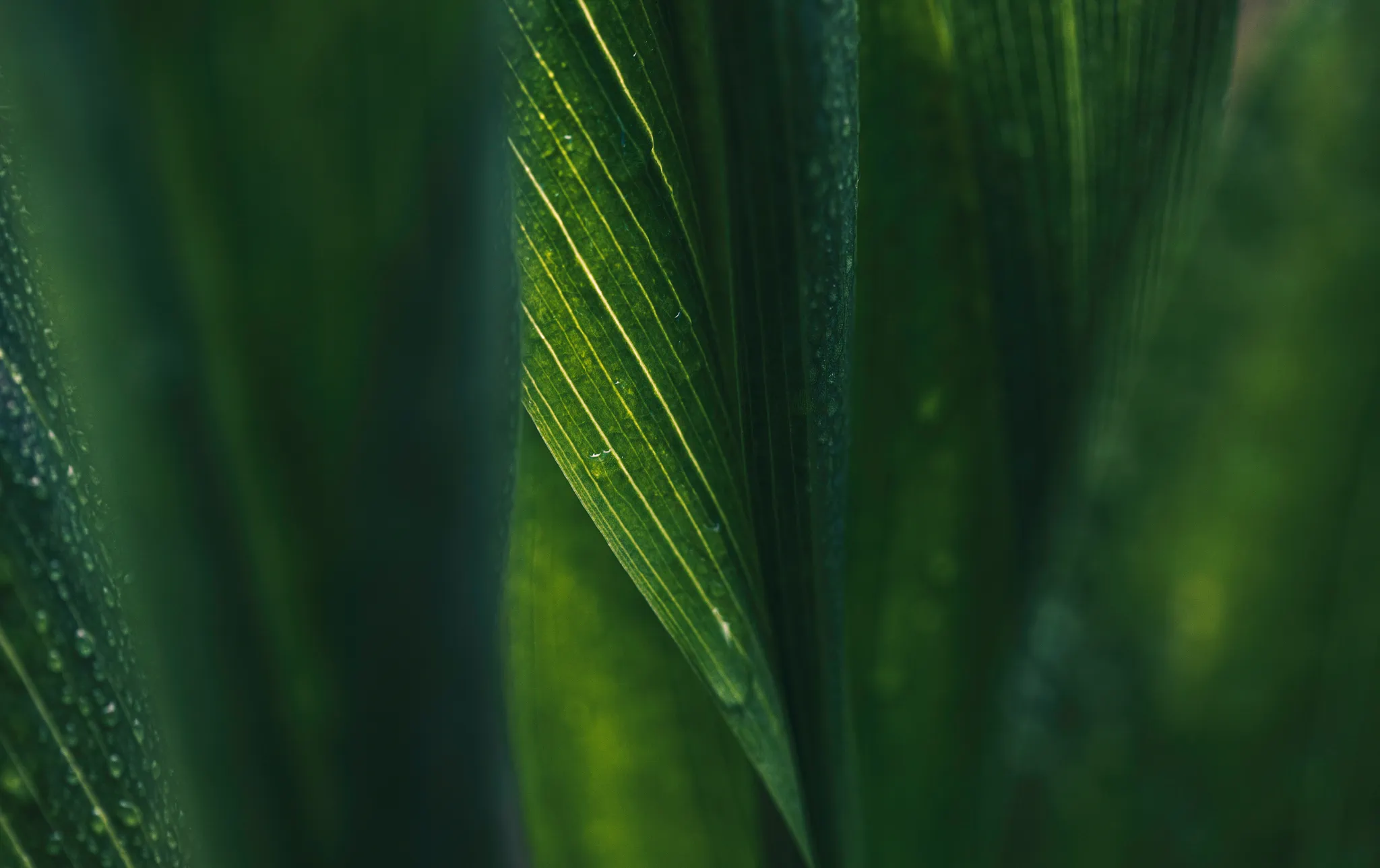 Green leaves